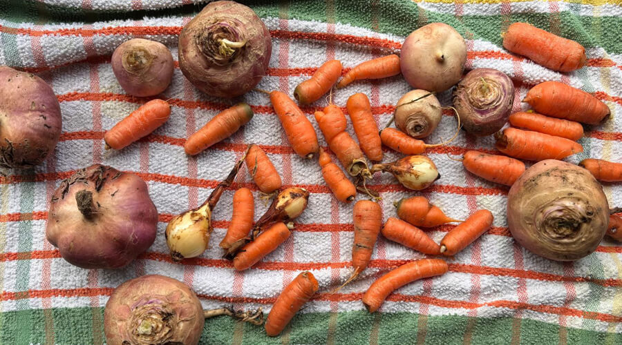 From Seed to Soup