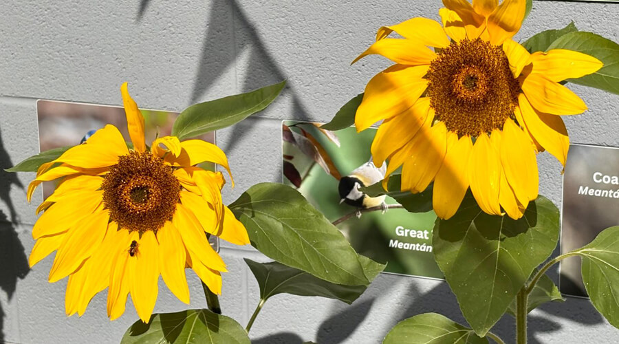 Our Giant Sunflowers! 